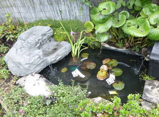 Pond kits and Water bowl sets