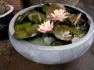 Water bowls - pottery, fibre pottery, terrazzo and fibrestone